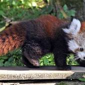 Wuscheliger Nachwuchs im Salzburger Zoo
